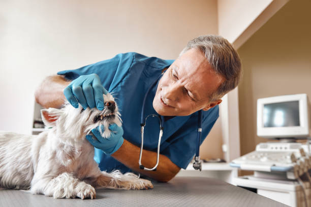 Best Same-Day Emergency Dentist in Basehor, KS